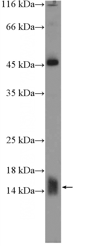 MCF-7 cells were subjected to SDS PAGE followed by western blot with Catalog No:109639(CXCL14 Antibody) at dilution of 1:300