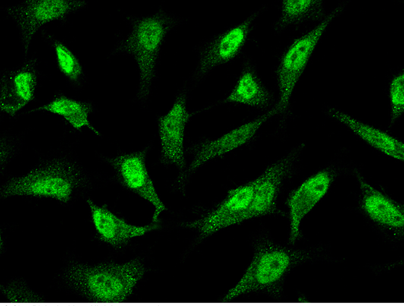 Human PRMT7 Immunofluorescence(IF) 15705