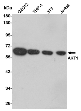 Western blot analysis of AKT1 expression in C2C12,THP-1,3T3 and Jurkat cell lysates using AKT1 antibody at 1/1000 dilution.Predicted band size:60KDa.Observed band size:60KDa.