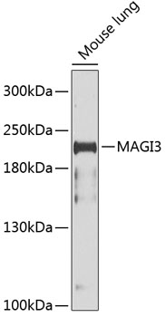Western blot - MAGI3 Polyclonal Antibody 