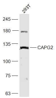 Fig1: Sample:; 293T(Human) Cell Lysate at 30 ug; Primary: Anti-CAPG2 at 1/1000 dilution; Secondary: IRDye800CW Goat Anti-Rabbit IgG at 1/20000 dilution; Predicted band size: 131 kD; Observed band size: 131 kD