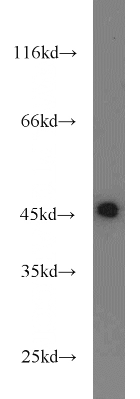 HeLa cells were subjected to SDS PAGE followed by western blot with Catalog No:110683(FKBPL antibody) at dilution of 1:800