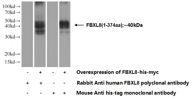 Transfected HEK-293 cells were subjected to SDS PAGE followed by western blot with Catalog No:110546(FBXL8 Antibody) at dilution of 1:1000