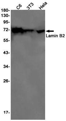 Western blot detection of Lamin B2 in C6,3T3,Hela cell lysates using Lamin B2 Rabbit pAb(1:1000 diluted).Predicted band size:70kDa.Observed band size:70kDa.