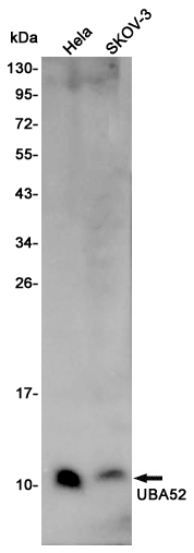 Western blot detection of UBA52 in Hela,SKOV-3 cell lysates using UBA52 Rabbit pAb(1:1000 diluted).Predicted band size:15KDa.Observed band size:10KDa.