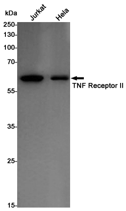 Western blot detection of TNF Receptor II in Jurkat,Hela cell lysates using TNF Receptor II Rabbit pAb(1:1000 diluted).Predicted band size:48KDa.Observed band size:65KDa.