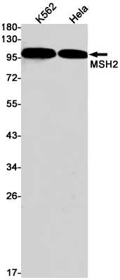 Western blot detection of MSH2 in K562,Hela cell lysates using MSH2 Rabbit pAb(1:1000 diluted).Predicted band size:105kDa.Observed band size:105kDa.