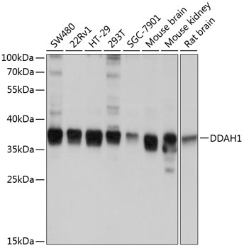 Western blot - DDAH1 Polyclonal Antibody 
