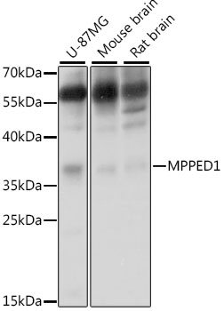 Western blot - MPPED1 Polyclonal Antibody 