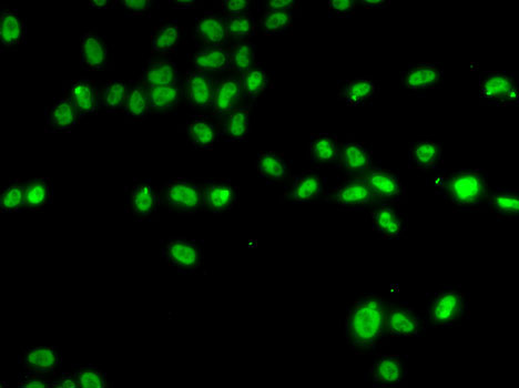 Immunofluorescence - ZNF148 Polyclonal Antibody 