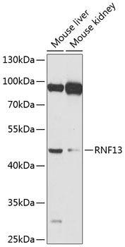 Western blot - RNF13 Polyclonal Antibody 