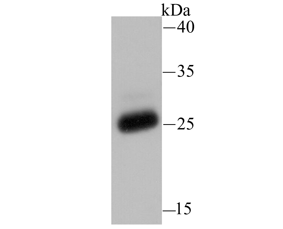 Fig1: Western blot analysis of PRTN3 on U937 using anti-PRTN3 antibody at 1/500 dilution.