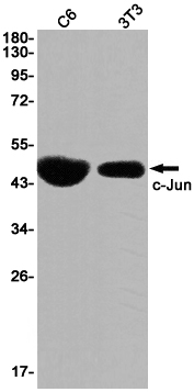 Western blot detection of c-Jun in C6,3T3 cell lysates using c-Jun Rabbit pAb(1:1000 diluted).Predicted band size:36KDa.Observed band size:48,43KDa.