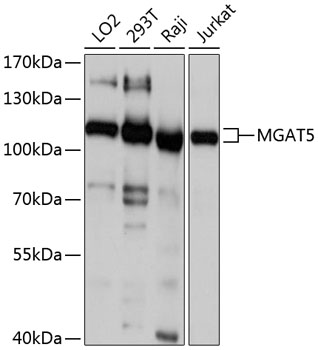 Western blot - MGAT5 Polyclonal Antibody 