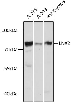 Western blot - LNX2 Polyclonal Antibody 