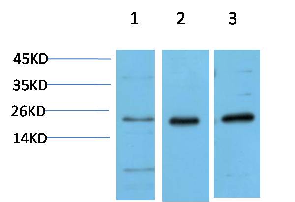 Western blot analysis of 1) Hela Cell Lysate, 2)3T3 Cell Lysate, 3) PC12 Cell Lysate using HP-1α  Mouse mAb diluted at 1:1000.