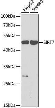 Western blot - SIRT7 Polyclonal Antibody 