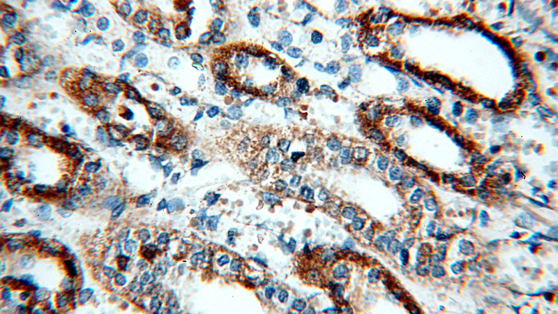 Immunohistochemical of paraffin-embedded human kidney using Catalog No:109294(CHST13-Specific antibody) at dilution of 1:100 (under 40x lens)