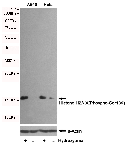 Western blot analysis of extracts from untreated or Hydroxyurea-treated Hela and A549 cells, using Histone H2A.X(Phospho-Ser139) mouse mAb (1:1000 diluted) (upper) or u03b2-Actin Mouse mAb (200068-8F10) (lower).Predicted band size:15KDa.Observed band size:15KDa.