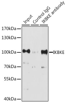Immunoprecipitation - IKBKE Polyclonal Antibody 