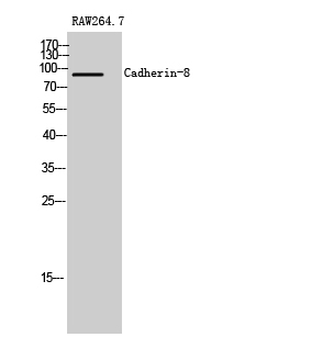Fig1:; Western Blot analysis of RAW264.7 cells using Cadherin-8 Polyclonal Antibody