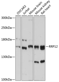 Western blot - RRP12 Polyclonal Antibody 