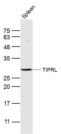 Fig1: Sample:; Spleen (Mouse) Lysate at 40 ug; Primary: Anti-TIPRL at 1/300 dilution; Secondary: IRDye800CW Goat Anti-Rabbit IgG at 1/20000 dilution; Predicted band size: 31 kD; Observed band size: 31 kD