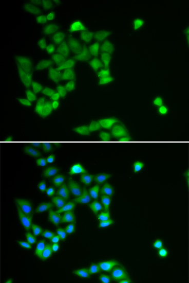Immunofluorescence - PJA2 Polyclonal Antibody 