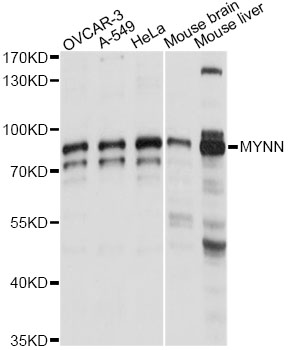 Western blot - MYNN Polyclonal Antibody 