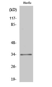 Fig1:; Western Blot analysis of various cells using ZNF75 Polyclonal Antibody diluted at 1：500. Secondary antibody（catalog#：HA1001) was diluted at 1:20000