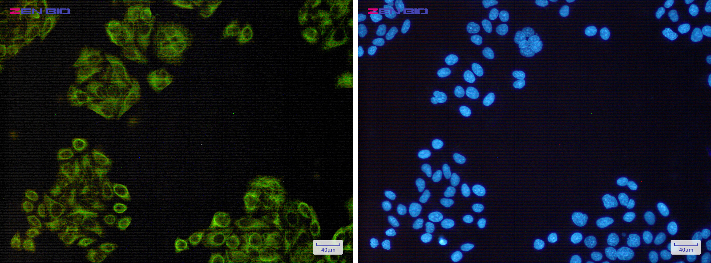 Immunocytochemistry of EGFR(green) in Hela cells using EGFR Rabbit pAb at dilution 1/50, and DAPI(blue)
