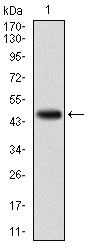 Western blot analysis using RELB mAb against human RELB (AA