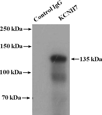 IP Result of anti-KCNH7 (IP:Catalog No:111964, 4ug; Detection:Catalog No:111964 1:300) with mouse brain tissue lysate 5200ug.