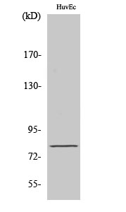 Fig1:; Western Blot analysis of various cells using NOL10 Polyclonal Antibody cells nucleus extracted by Minute TM Cytoplasmic and Nuclear Fractionation kit (SC-003,Inventbiotech,MN,USA).