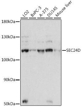 Western blot - SEC24D Polyclonal Antibody 