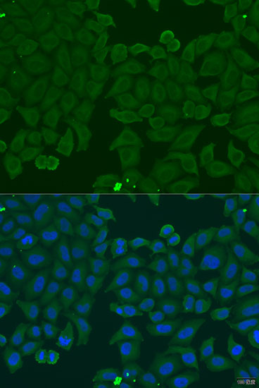 Immunofluorescence - IFNA6 Polyclonal Antibody 