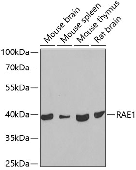 Western blot - RAE1 Polyclonal Antibody 