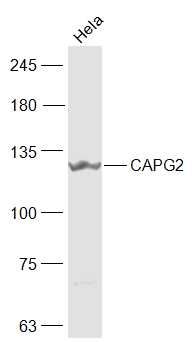 Fig2: Sample:; Hela(Human) Cell Lysate at 30 ug; Primary: Anti-CAPG2 at 1/1000 dilution; Secondary: IRDye800CW Goat Anti-Rabbit IgG at 1/20000 dilution; Predicted band size: 131 kD; Observed band size: 131 kD