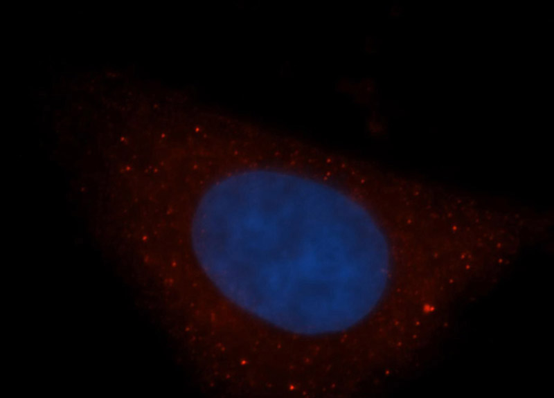 Immunofluorescent analysis of HepG2 cells, using DAAM1 antibody Catalog No:109818 at 1:50 dilution and Rhodamine-labeled goat anti-rabbit IgG (red). Blue pseudocolor = DAPI (fluorescent DNA dye).