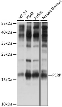 Western blot - PERP Polyclonal Antibody 