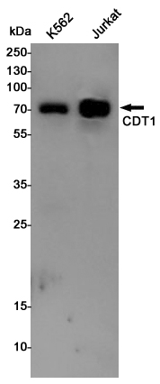 Western blot detection of CDT1 in K562,Jurkat cell lysates using CDT1 Rabbit pAb(1:1000 diluted).Predicted band size:60KDa.Observed band size:65KDa.