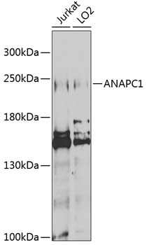 Western blot - ANAPC1 Polyclonal Antibody 