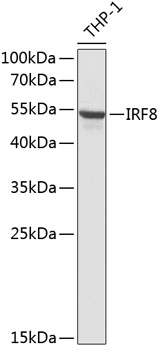 Western blot - IRF8 Polyclonal Antibody 
