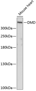 Western blot - DMD Polyclonal Antibody 