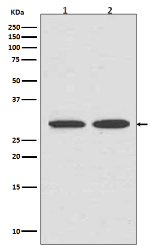 Western blot analysis of Calreticulin expression in (1) HepG2 cell lysate; (2) Jurkat cell lysate.