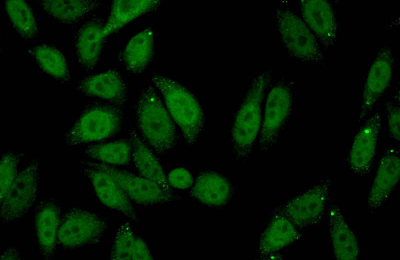 Immunofluorescent analysis of (10% Formaldehyde) fixed HepG2 cells using Catalog No:115581(SPOP Antibody) at dilution of 1:50 and Alexa Fluor 488-congugated AffiniPure Goat Anti-Rabbit IgG(H+L)