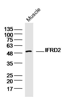 Fig1: Sample:Muscle (Mouse) Lysate at 40 ug; Primary: Anti-IFRD2 at 1/300 dilution; Secondary: IRDye800CW Goat Anti-Rabbit IgG at 1/20000 dilution; Predicted band size: 55kD; Observed band size: 50kD