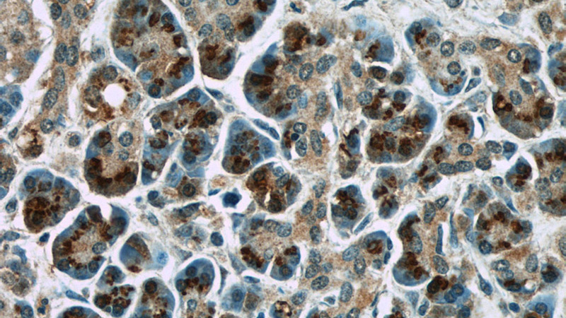 Immunohistochemistry of paraffin-embedded human pancreas slide using Catalog No:107552(4EBP1 Antibody) at dilution of 1:50