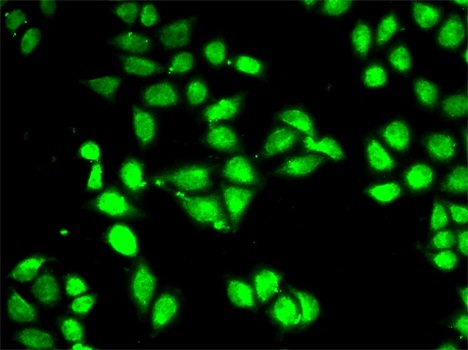 Immunofluorescence - PSMC3 Polyclonal Antibody 