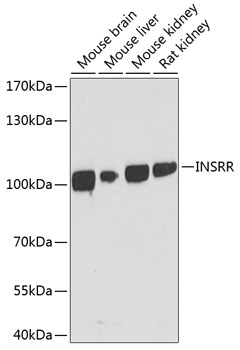 Western blot - INSRR Polyclonal Antibody 